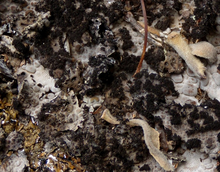 Lasallia pustulata. Lichene c�rso 4